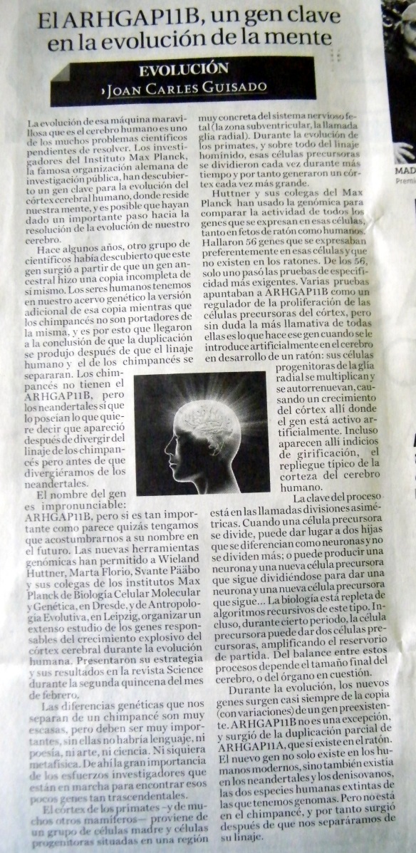 El ARHGAP11B, un gen clave en la evolución de la mente |Imagen de Veracruz